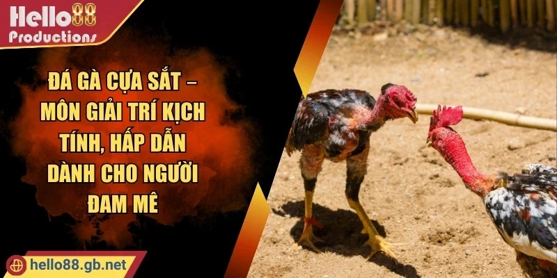 Đá Gà Cựa Sắt – Môn Giải Trí Kịch Tính, Hấp Dẫn Dành Cho Người Đam Mê