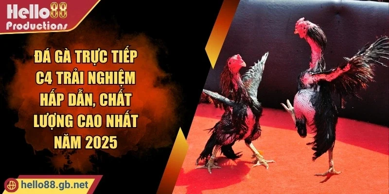 Đá Gà Trực Tiếp C4 Trải Nghiệm Hấp Dẫn, Chất Lượng Cao Nhất Năm 2025