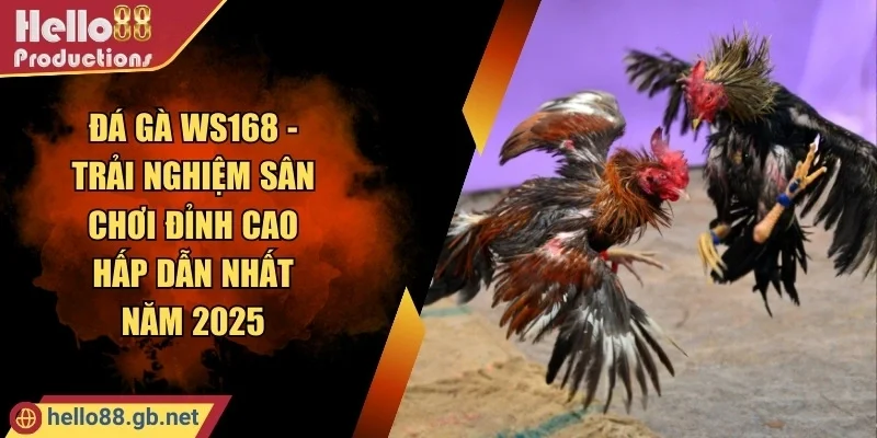 Đá Gà Ws168 - Trải Nghiệm Sân Chơi Đỉnh Cao Hấp Dẫn Nhất Năm 2025
