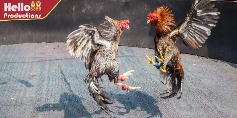 3 điều cần chú ý trước khi tham gia