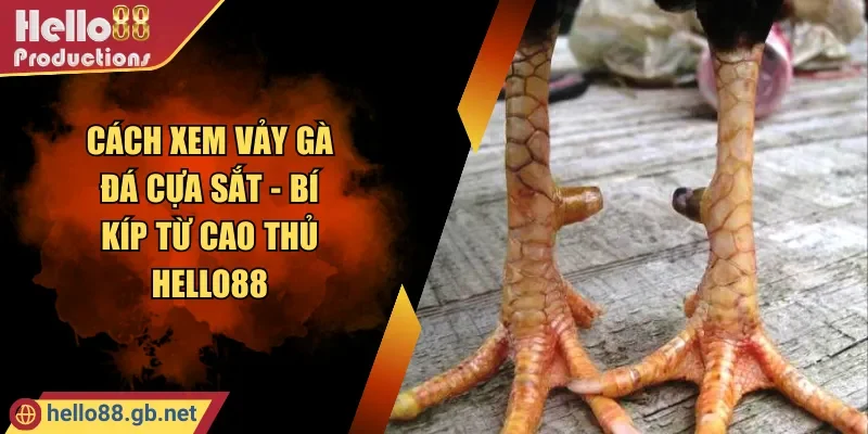 Cách Xem Vảy Gà Đá Cựa Sắt - Bí Kíp Từ Cao Thủ Hello88