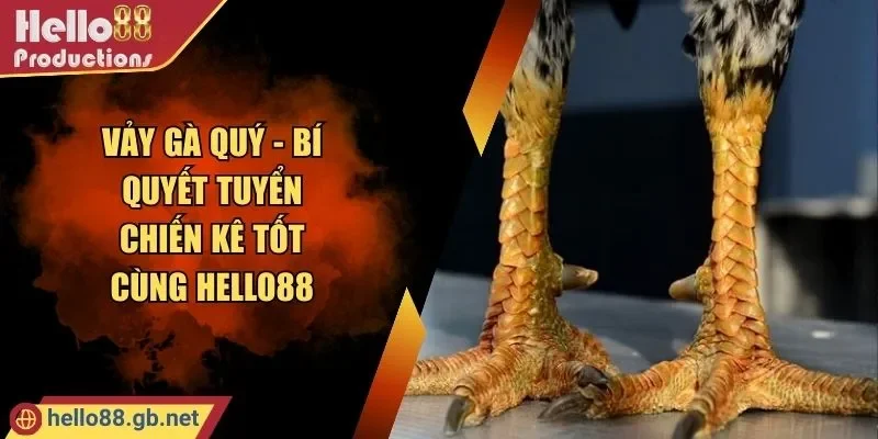 Vảy Gà Quý - Bí Quyết Tuyển Chiến Kê Tốt Cùng HELLO88