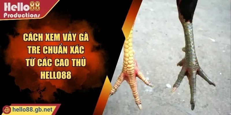 Cách Xem Vảy Gà Tre Chuẩn Xác Từ Các Cao Thủ HELLO88