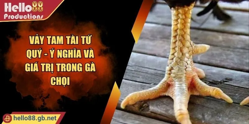 Vảy Tam Tài Tứ Quý - Ý Nghĩa Và Giá Trị Trong Gà Chọi